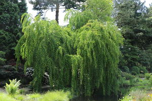 Hängender Katsurabaum 'Pendulum'
