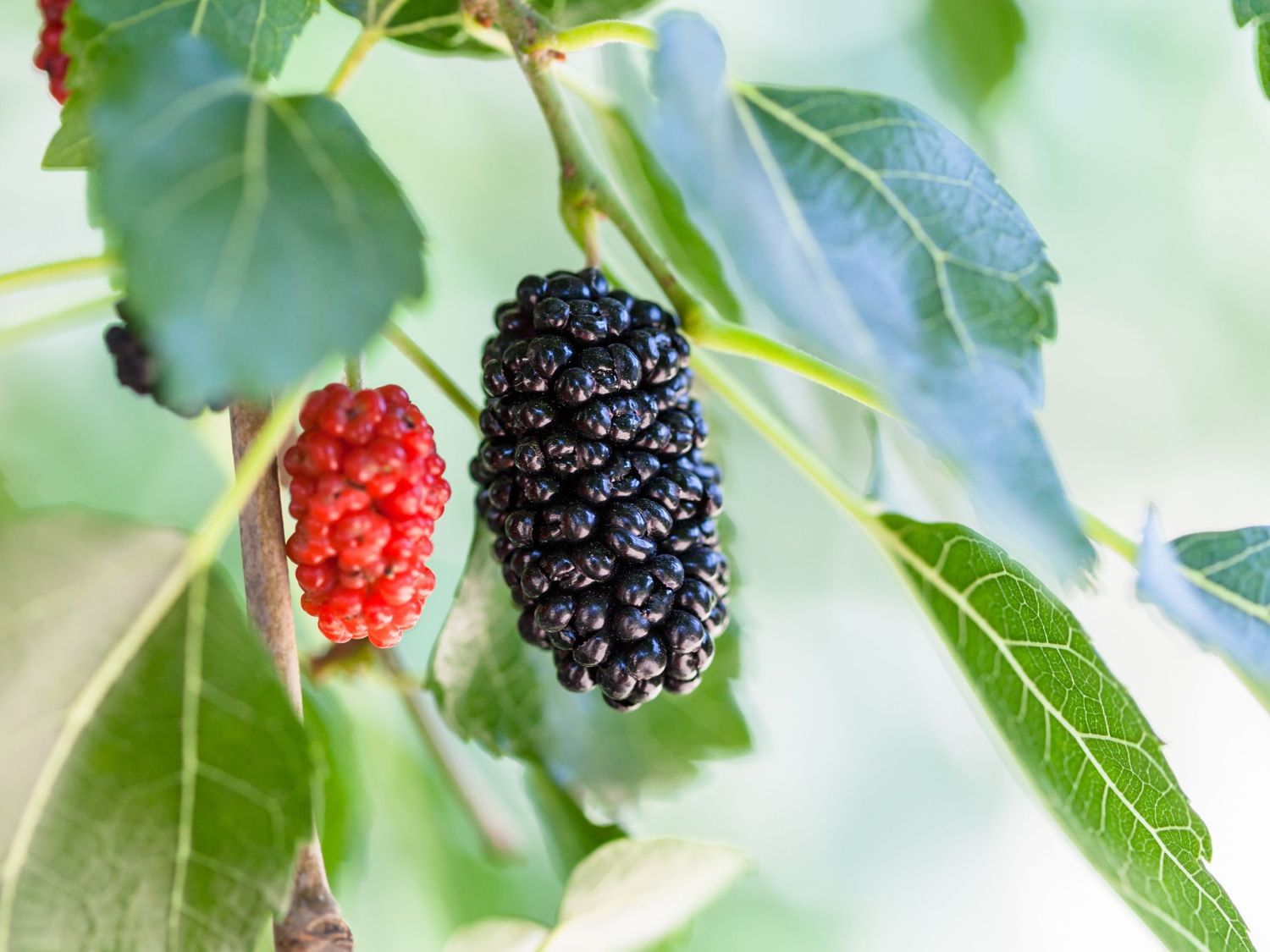 Hängender Weißer Maulbeerbaum