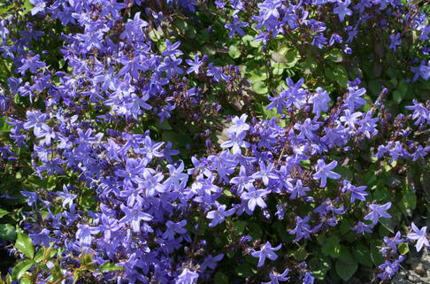 Hängepolster-Glockenblume 'Blauranke' - Campanula poscharskyana 'Blauranke'