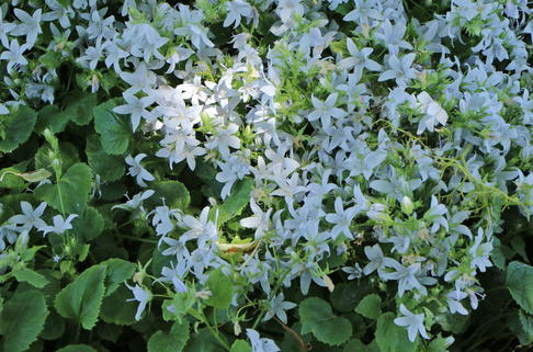 Hängepolster-Glockenblume 'E.H.Frost' - Campanula poscharskyana 'E.H.Frost'