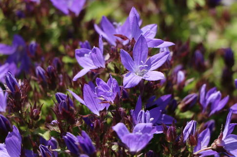 Hängepolster-Glockenblume 'Trollkind' - Campanula poscharskyana 'Trollkind'