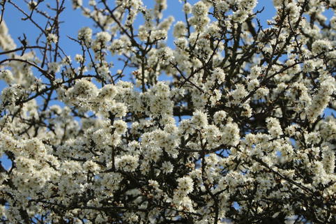 Haferpflaume - Prunus domestica subsp. insititia