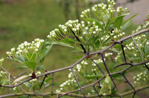 Hahnendorn - Crataegus crus-galli