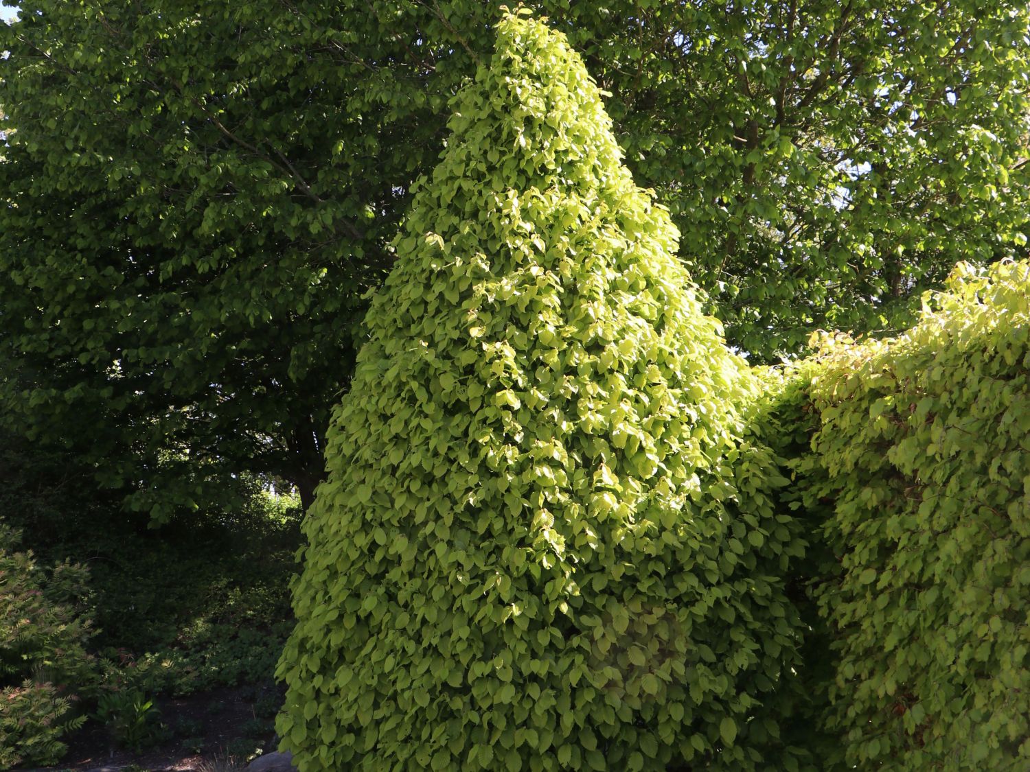 Hainbuche 'Monumentalis'
