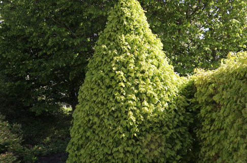 Hainbuche 'Monumentalis' - Carpinus betulus 'Monumentalis'
