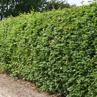 Hainbuche / Weißbuche - Carpinus betulus