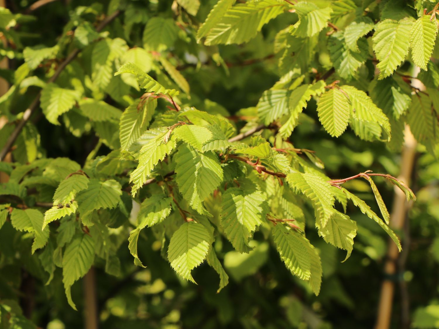 Hainbuche / Weißbuche Carpinus betulus Baumschule Horstmann