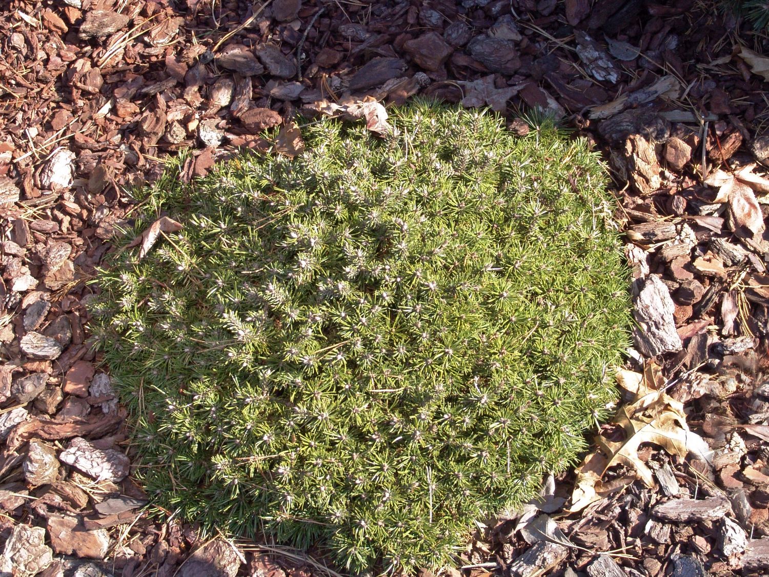 Hakenkiefer / Berg-Spirke / Aufrechte Berg-Föhre