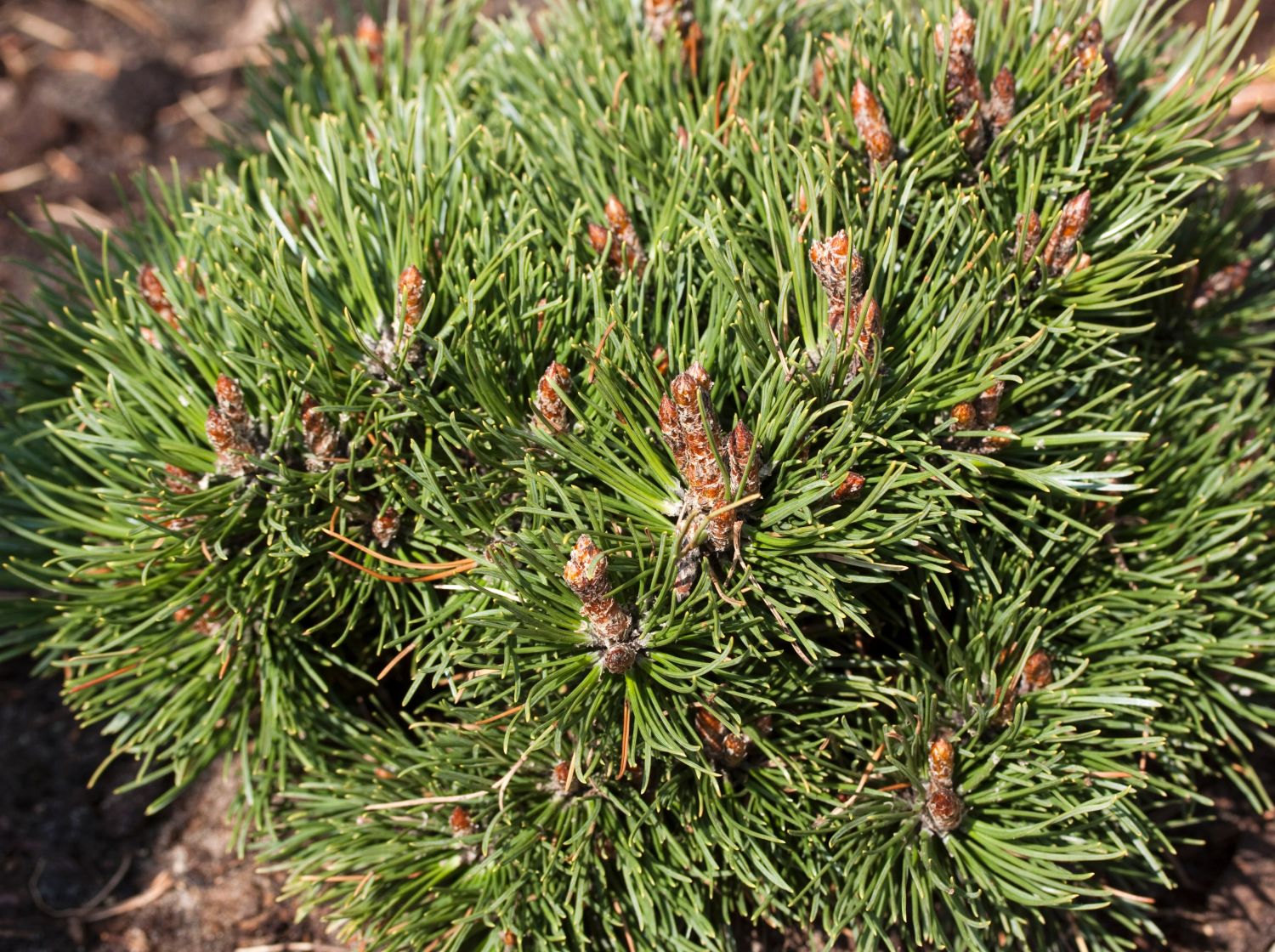 Hakenkiefer 'Heideperle' - Pinus mugo 'Heideperle'