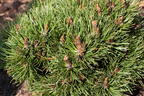 Hakenkiefer 'Heideperle' - Pinus mugo 'Heideperle'
