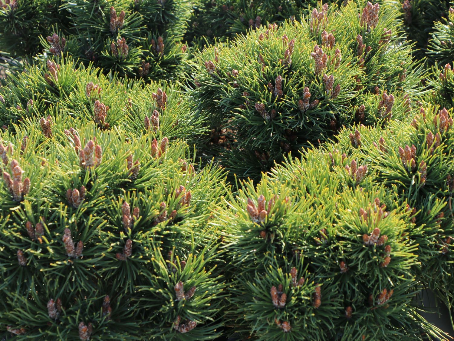 Hakenkiefer 'Heideperle' - Pinus mugo 'Heideperle'