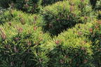 Hakenkiefer 'Heideperle' - Pinus mugo 'Heideperle'