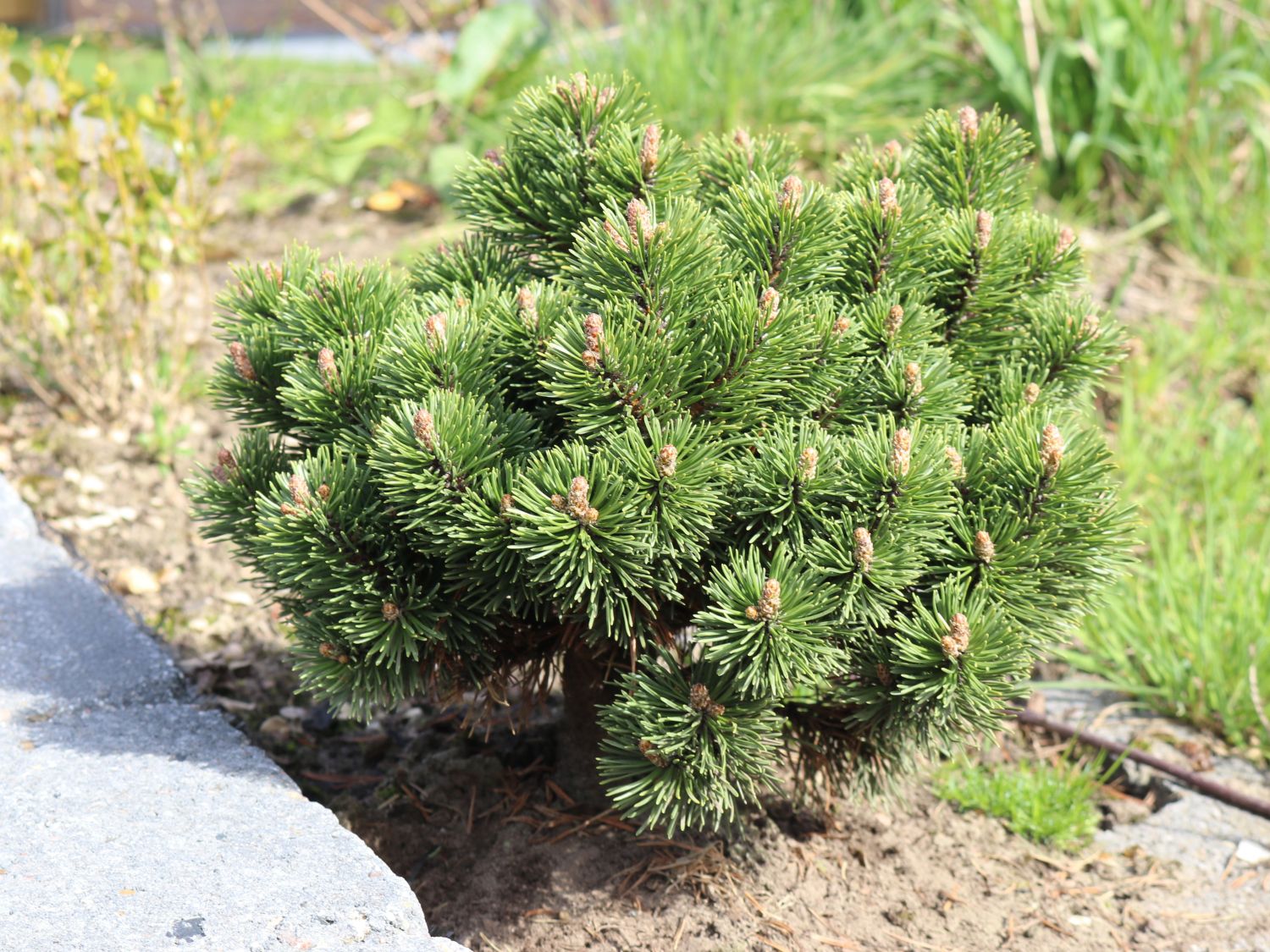 Hakenkiefer 'Heideperle' - Pinus mugo 'Heideperle'
