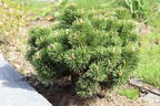 Hakenkiefer 'Heideperle' - Pinus mugo 'Heideperle'