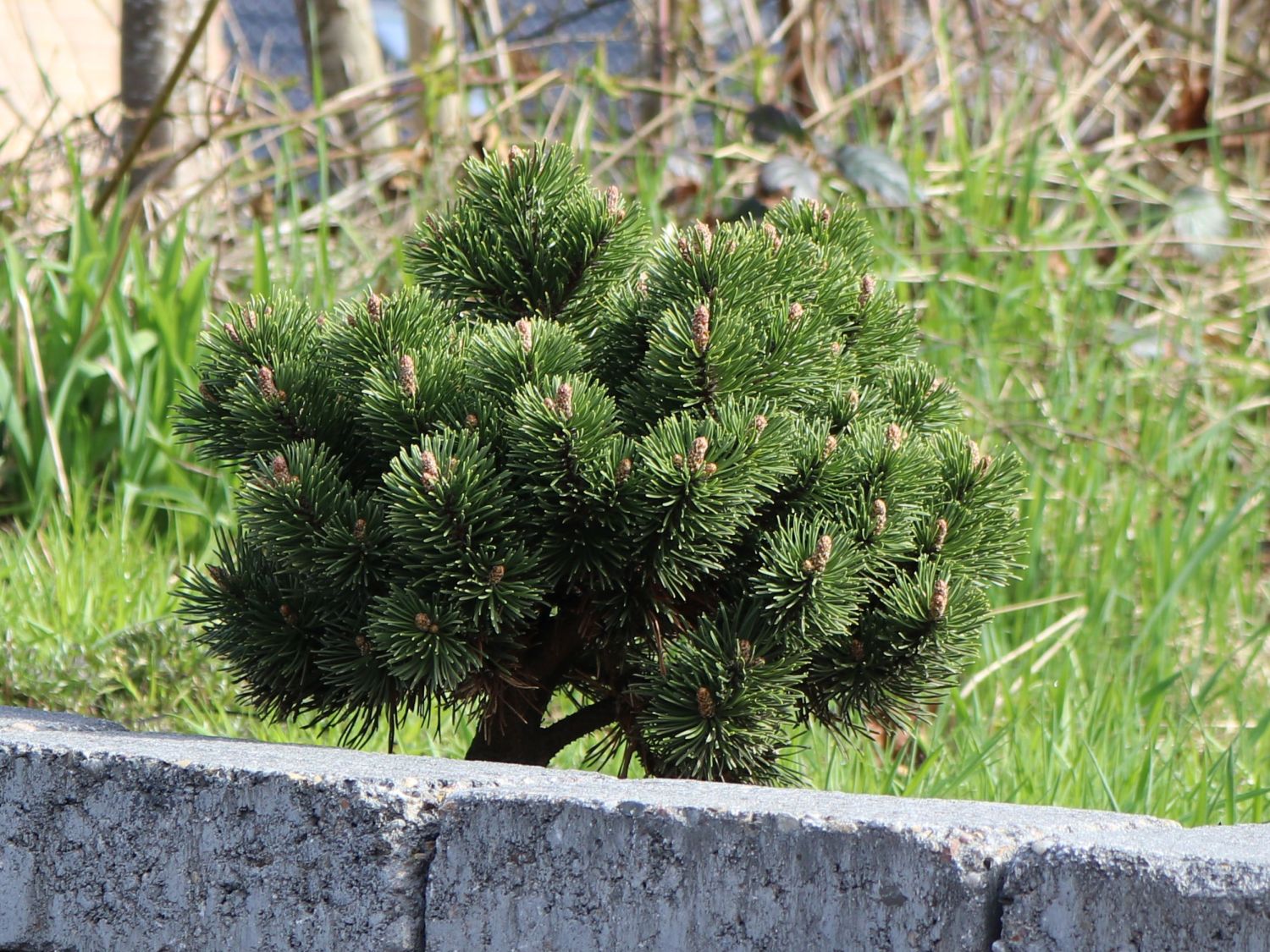 Hakenkiefer 'Heideperle' - Pinus mugo 'Heideperle'