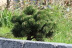 Hakenkiefer 'Heideperle' - Pinus mugo 'Heideperle'