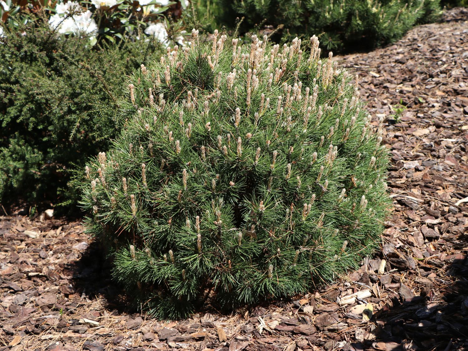 Hakenkiefer 'Heideperle' - Pinus mugo 'Heideperle'