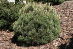 Hakenkiefer 'Heideperle' - Pinus mugo 'Heideperle'