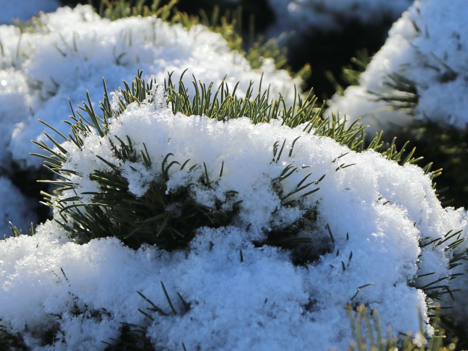 Hakenkiefer 'Heideperle' - Pinus mugo 'Heideperle'
