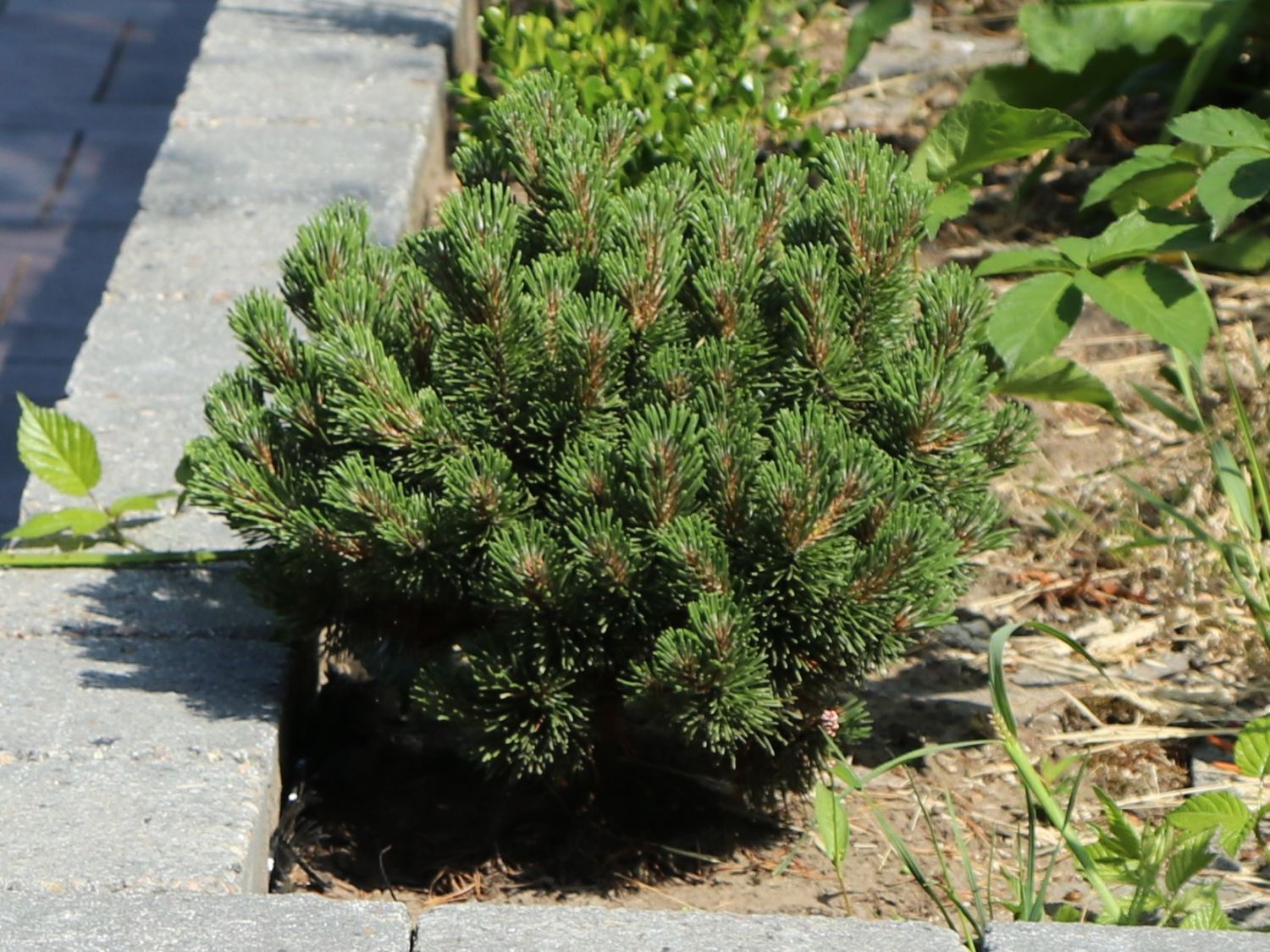 Hakenkiefer 'Heideperle' - Pinus mugo 'Heideperle'