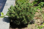 Hakenkiefer 'Heideperle' - Pinus mugo 'Heideperle'