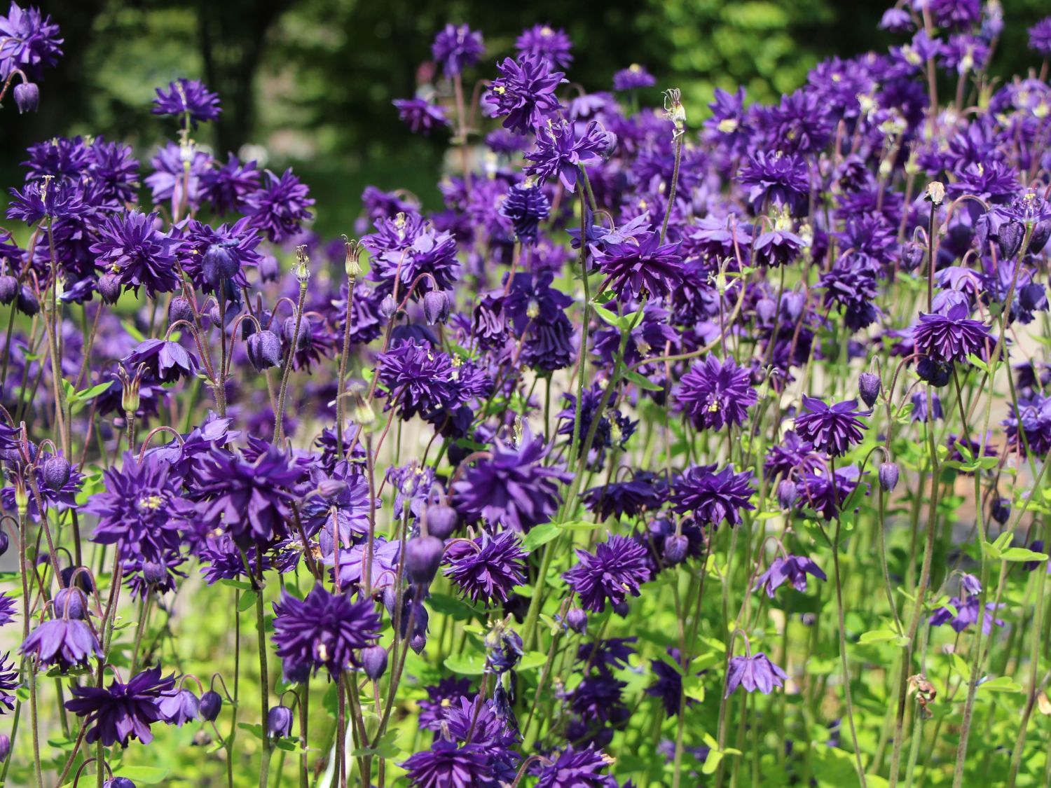 Semiaquilegia (Semiaquilegia)