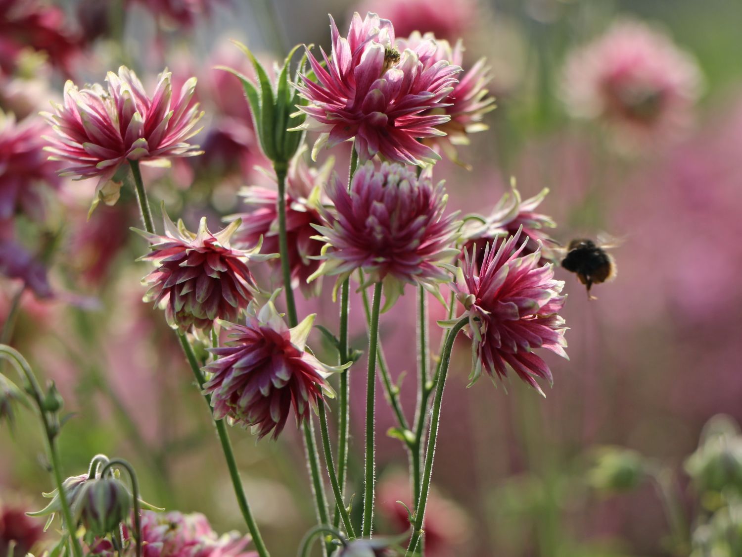 Halbakelei 'Plena Nora Barlow' - Semiaquilegia x cultorum 'Plena Nora Barlow'