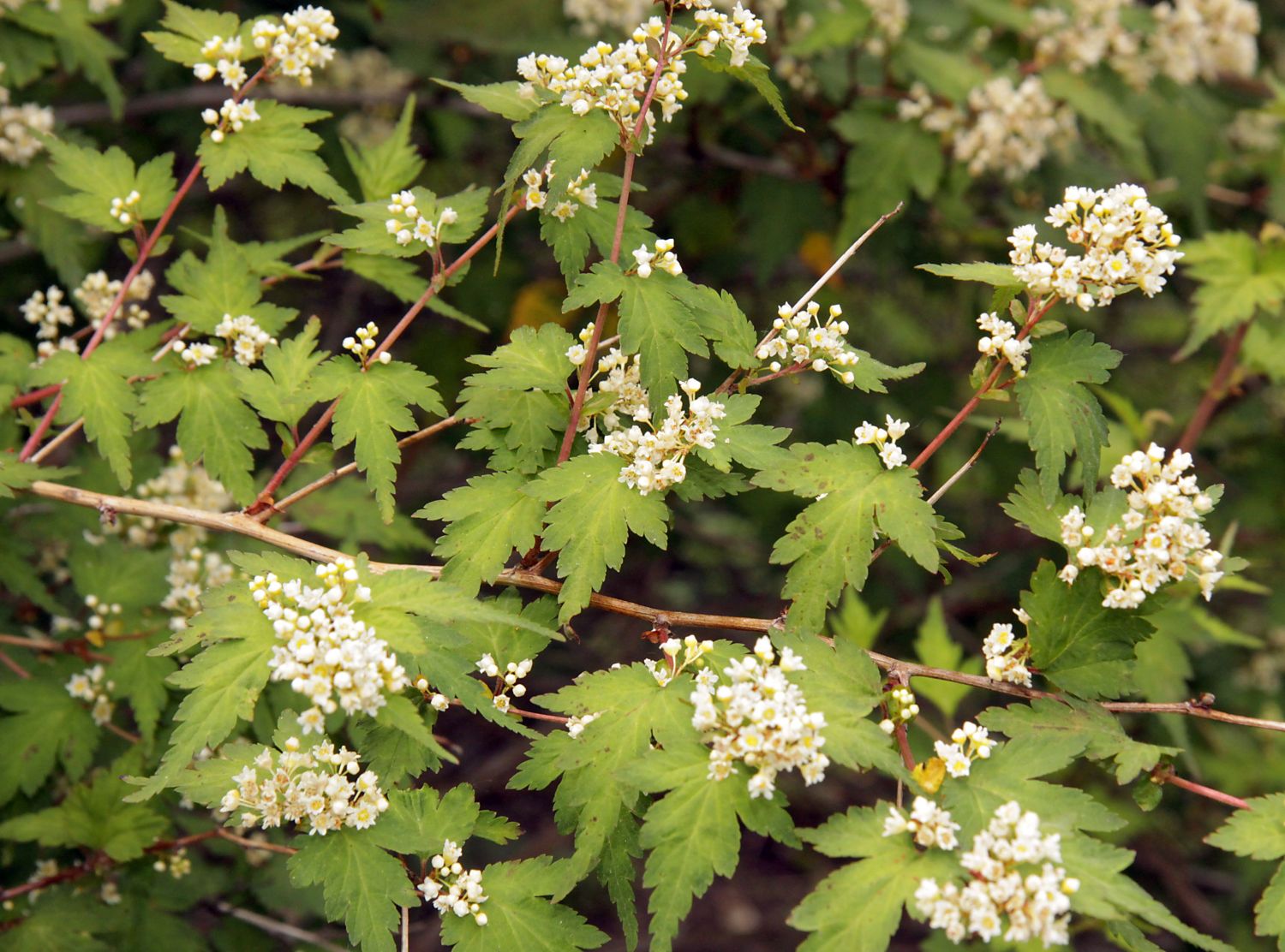 Halbhohe Kranzspiere - Stephanandra incisa