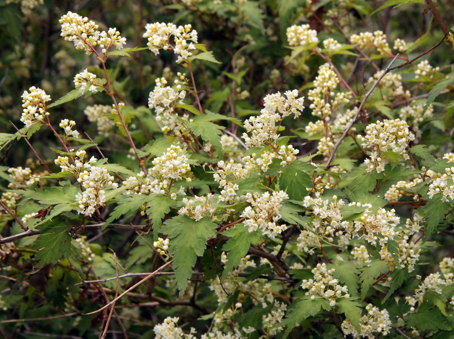 Kranzspiere (Stephanandra)