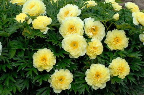 Halbstrauchige Pfingstrose 'Bartzella' - Paeonia Itoh-Hybride 'Bartzella'