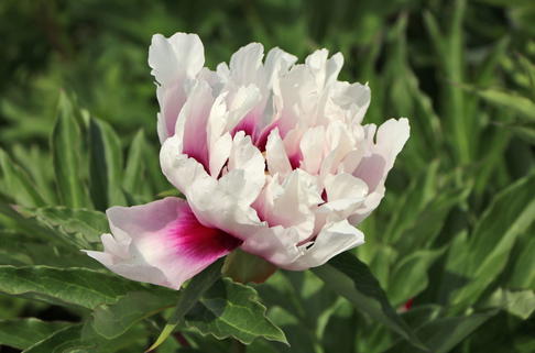 Halbstrauchige Pfingstrose 'Cora Louise' - Paeonia Itoh-Hybride 'Cora Louise'
