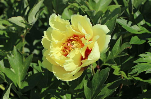 Halbstrauchige Pfingstrose 'Garden Treasure' - Paeonia Itoh-Hybride 'Garden Treasure'