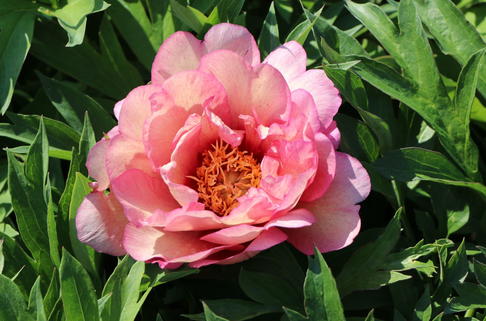 Halbstrauchige Pfingstrose 'Hillary' - Paeonia Itoh-Hybride 'Hillary'