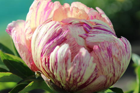 Halbstrauchige Pfingstrose 'Lollipop' - Paeonia Itoh-Hybride 'Lollipop'