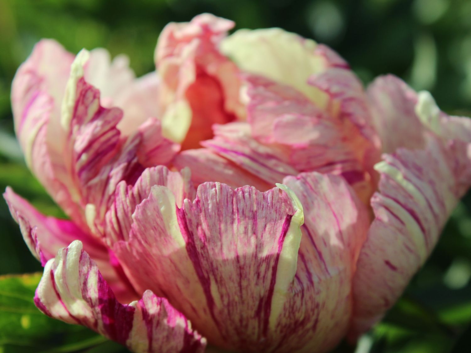 Halbstrauchige Pfingstrose 'Lollipop' - Paeonia Itoh-Hybride 'Lollipop'
