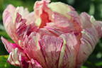 Halbstrauchige Pfingstrose 'Lollipop' - Paeonia Itoh-Hybride 'Lollipop'