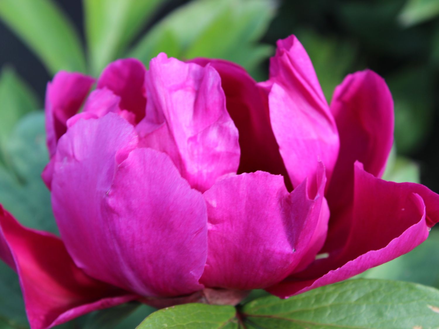 Halbstrauchige Pfingstrose 'Pink Ardour'