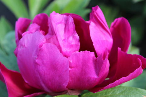 Halbstrauchige Pfingstrose 'Pink Ardour' - Paeonia Itoh-Hybride 'Pink Ardour'