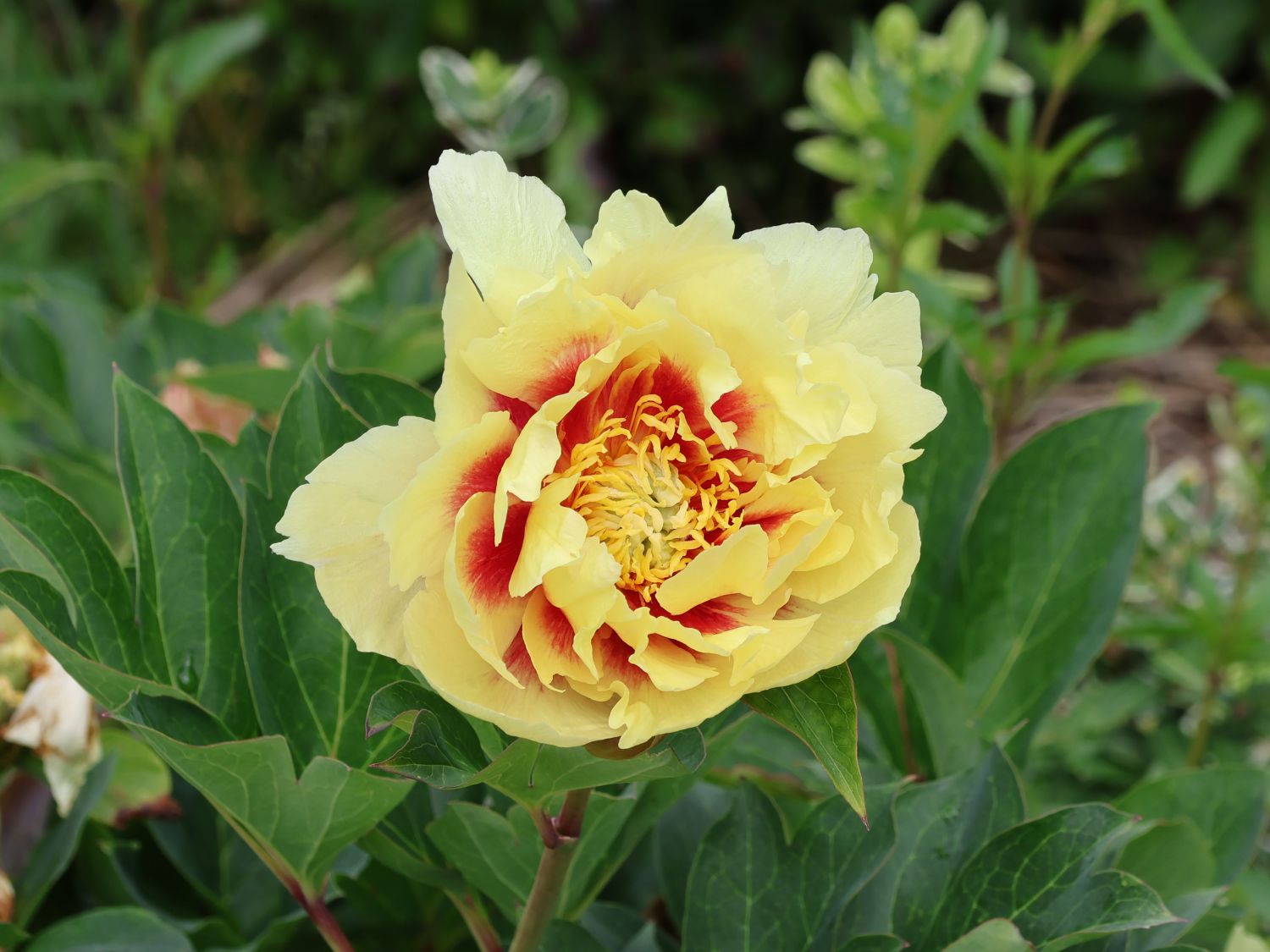 Halbstrauchige Pfingstrose 'Prairie Charme'