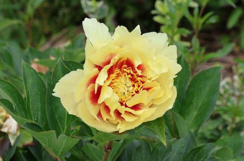 Halbstrauchige Pfingstrose 'Prairie Charme' - Paeonia Itoh-Hybride 'Prairie Charm'