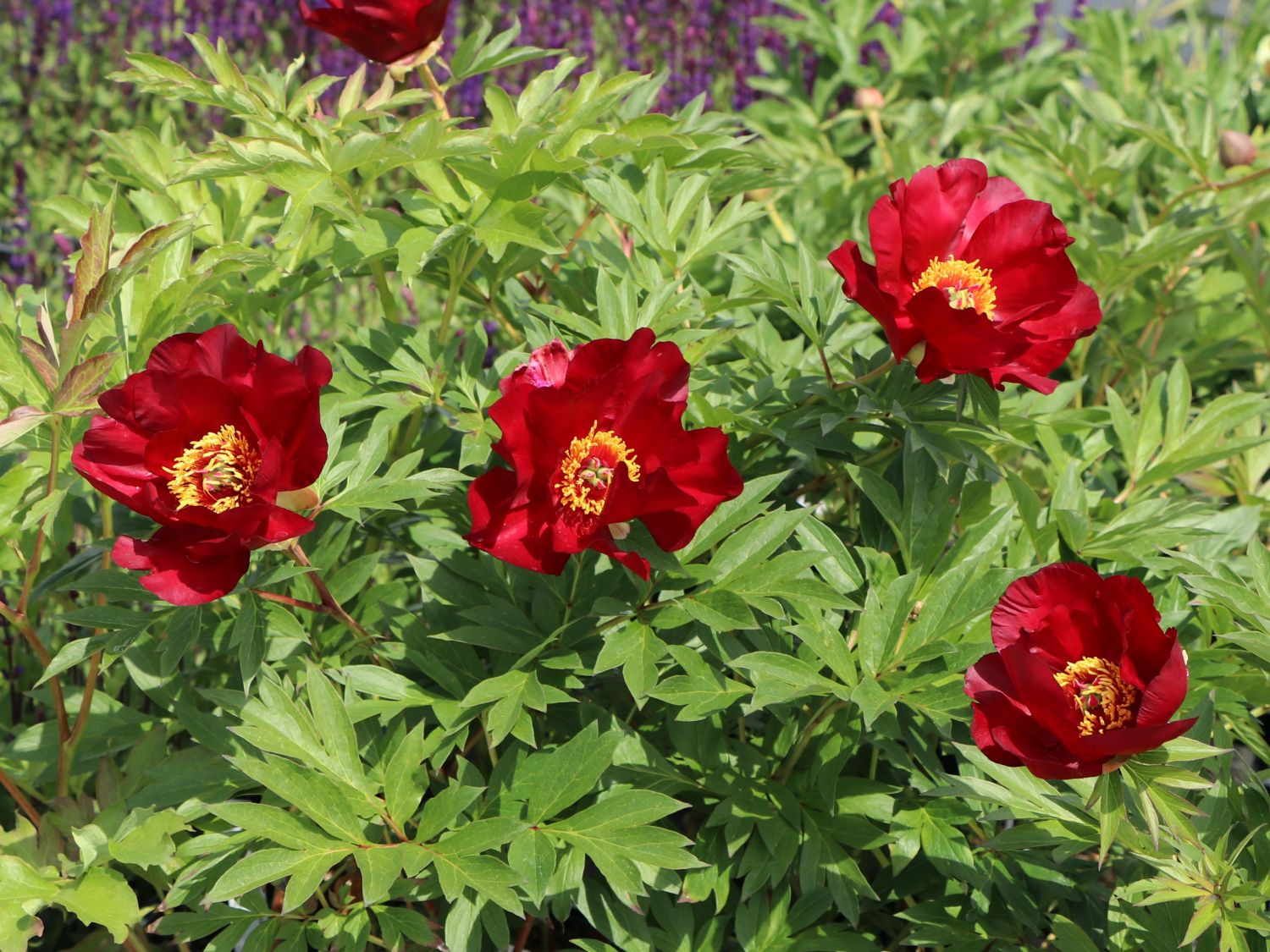 Halbstrauchige Pfingstrose 'Scarlet Heaven'