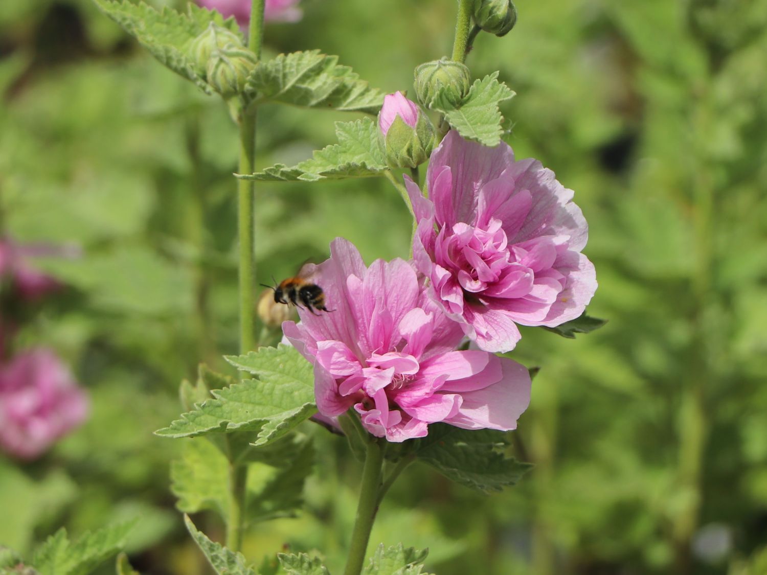 Halbstrauchige Stockrose 'Parkrondell'