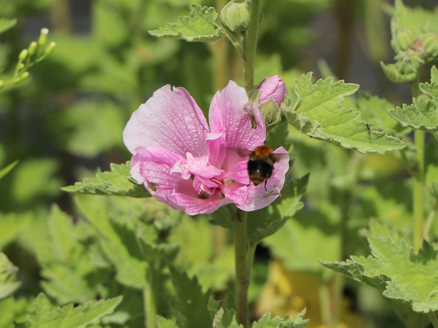 Bastardmalven (Alcalthaea)