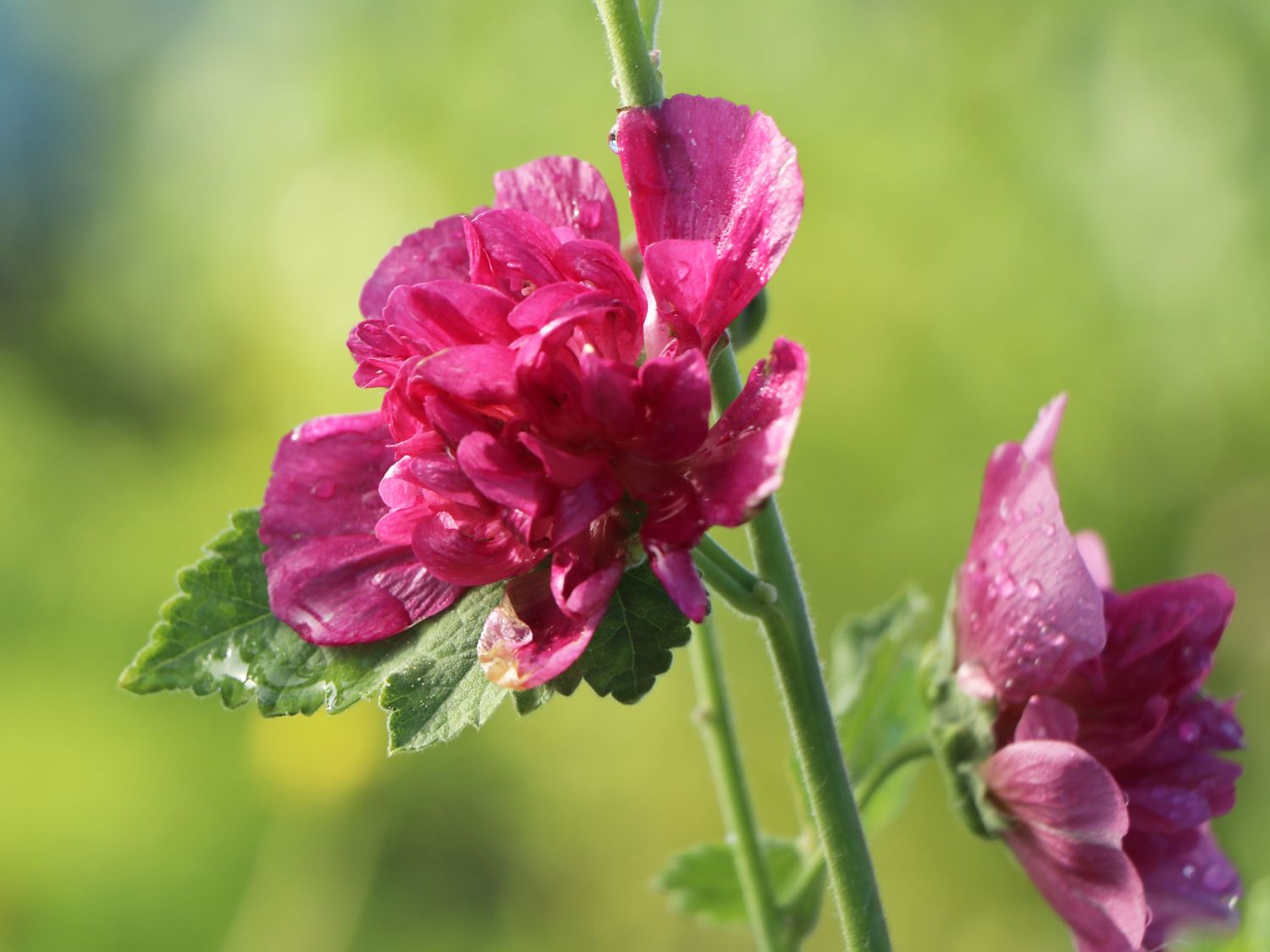 Halbstrauchige Stockrose 'Poetry' - Alcalthaea suffrutescens 'Poetry'