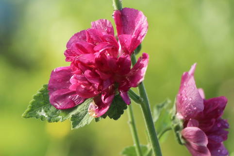 Halbstrauchige Stockrose 'Poetry' - Alcalthaea suffrutescens 'Poetry'