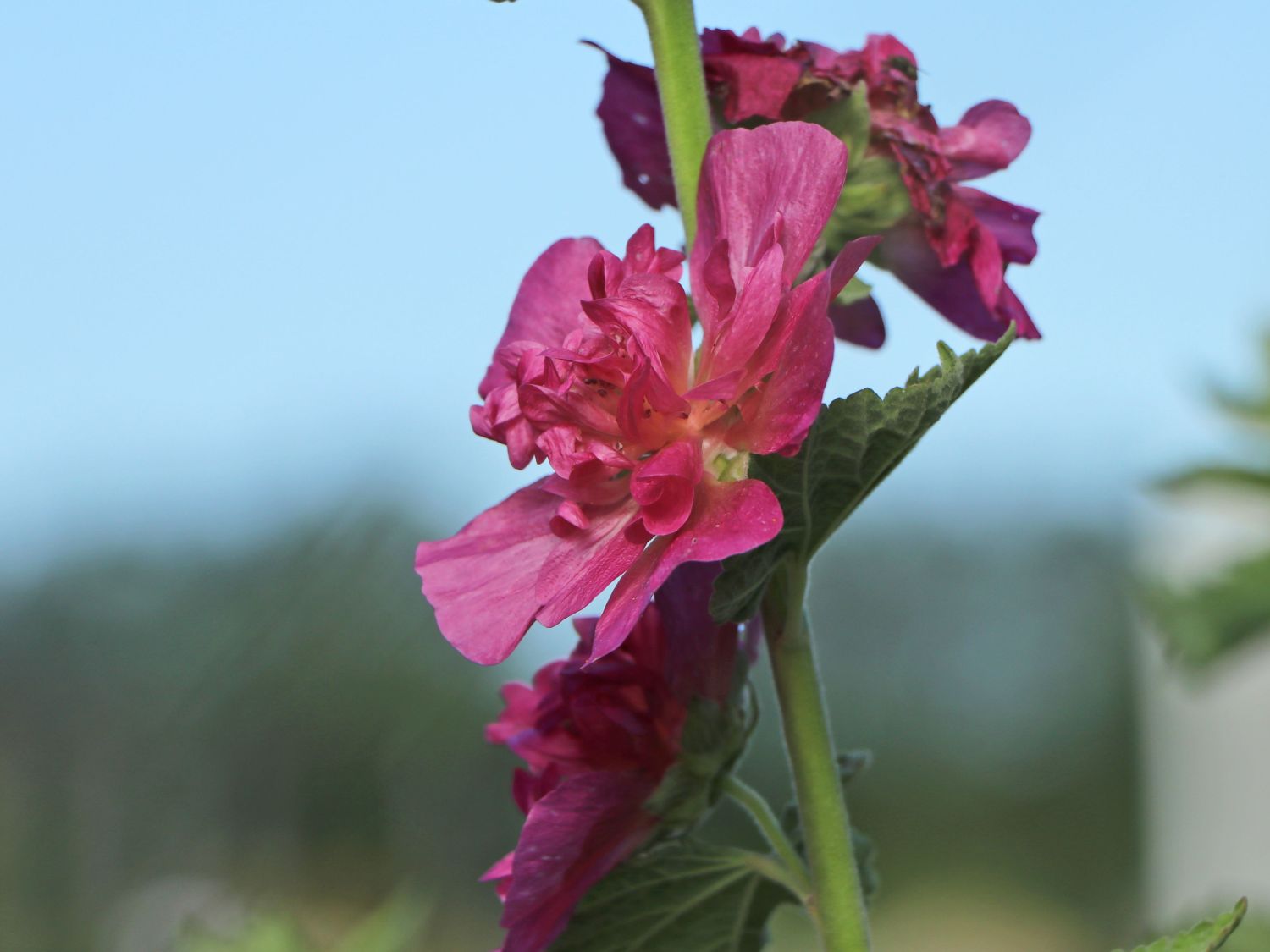Halbstrauchige Stockrose 'Poetry' - Alcalthaea suffrutescens 'Poetry'