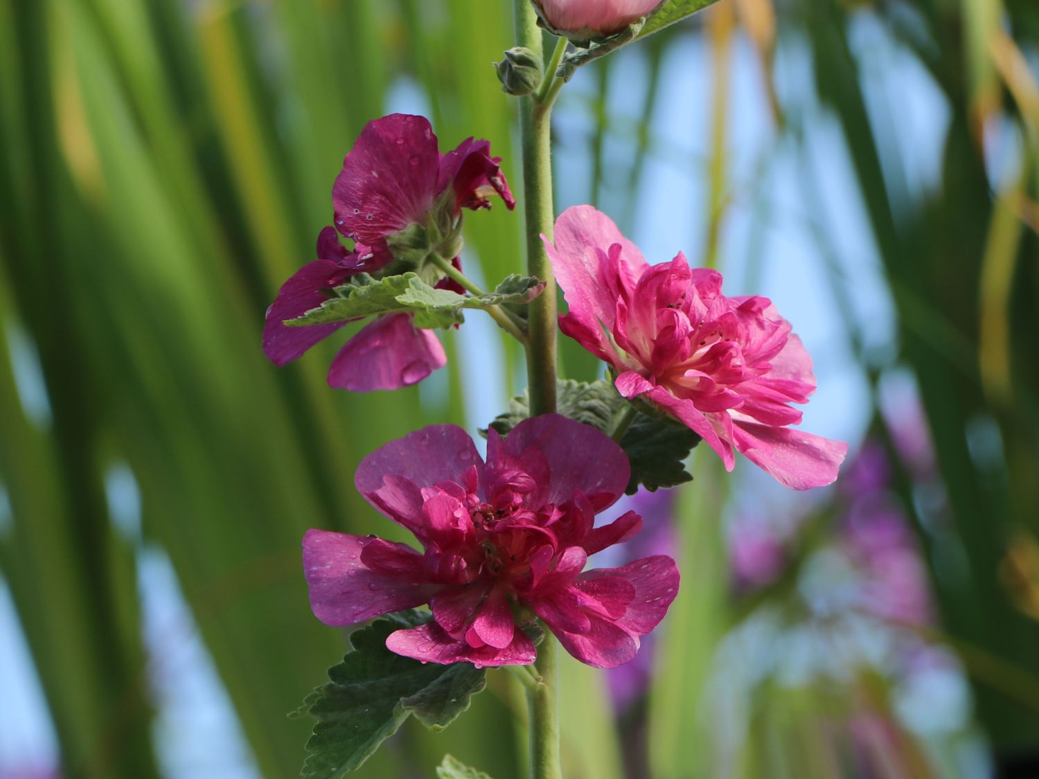 Halbstrauchige Stockrose 'Poetry' - Alcalthaea suffrutescens 'Poetry'