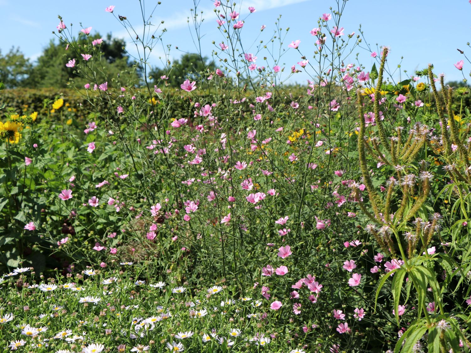 Hanfblättriger Eibisch - Althaea cannabina