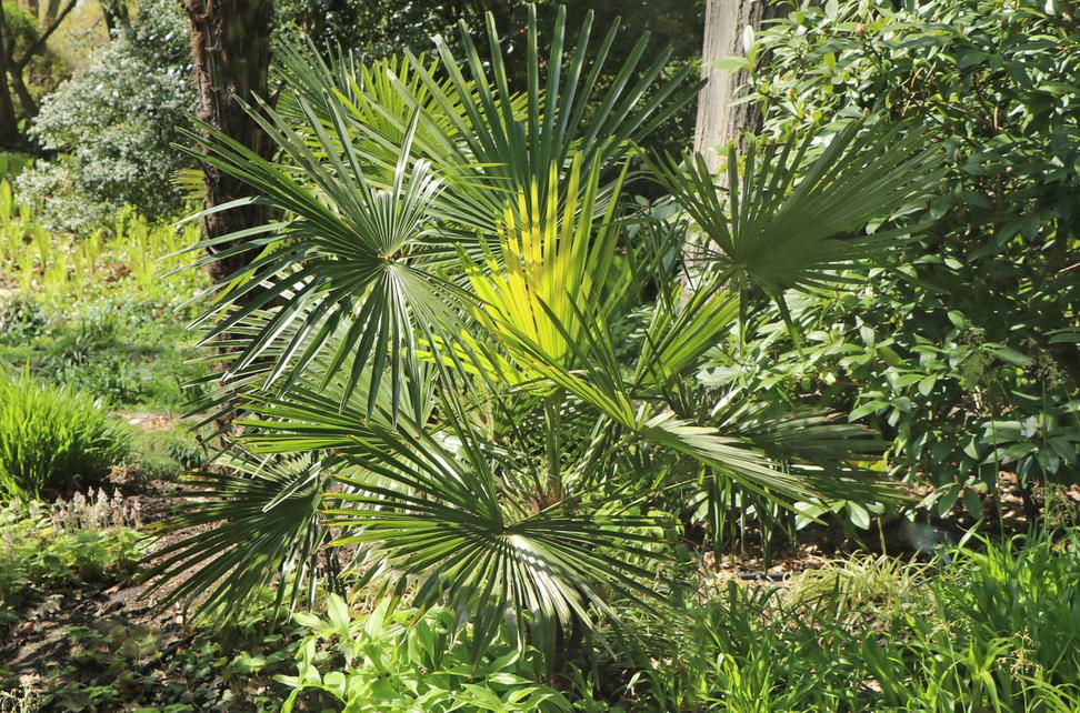Palmengew chse Arecaceae Wissen Pflanzen Dieser Familie palmengew-chse-arecaceae-wissen-pflanzen-dieser-familie