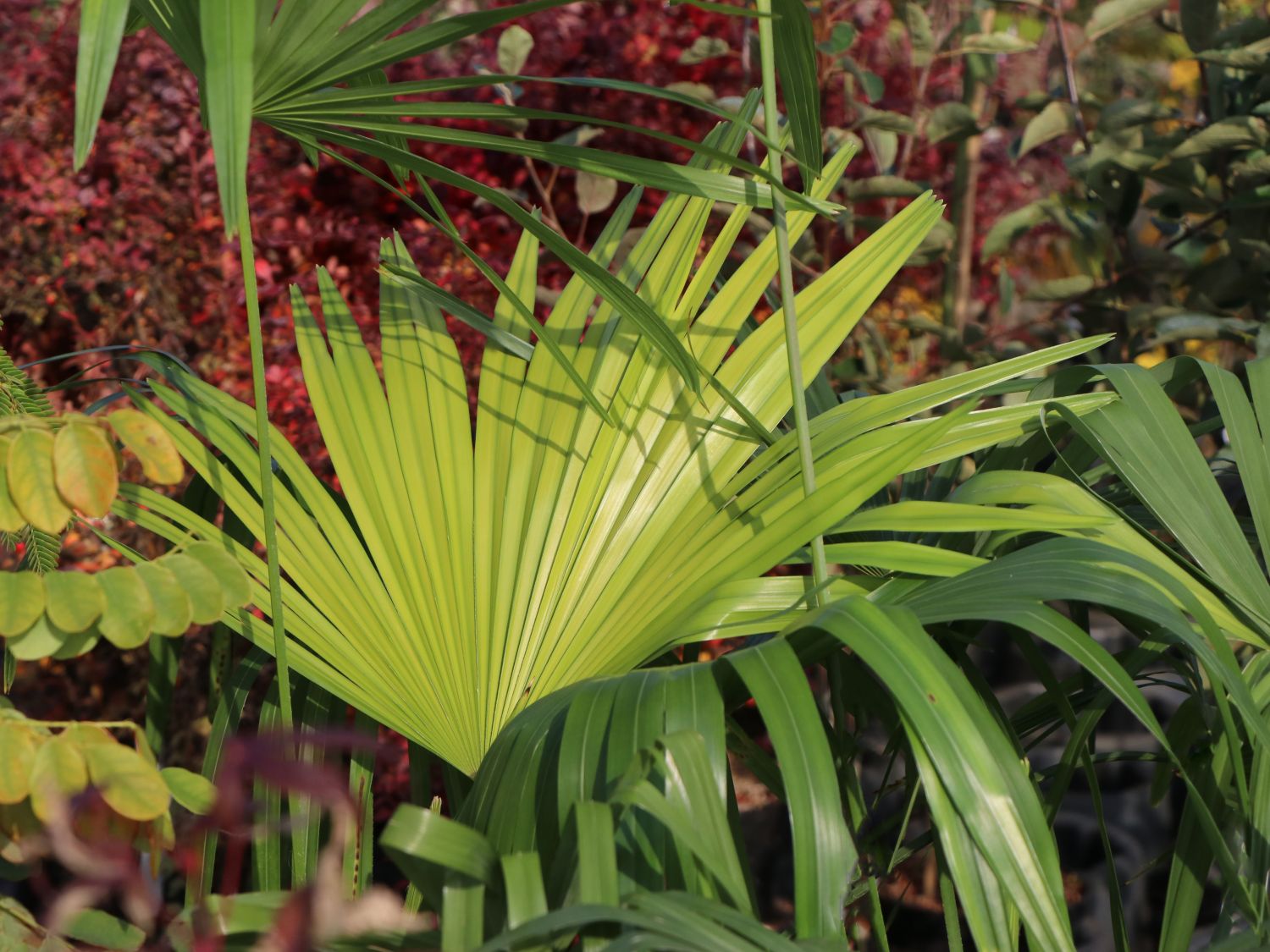 Hanfpalmen (Trachycarpus)